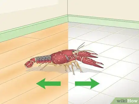 Imagen titulada Play With a Crayfish Step 5