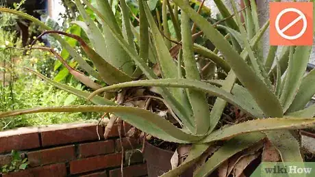 Imagen titulada Plant Aloe Vera Step 14