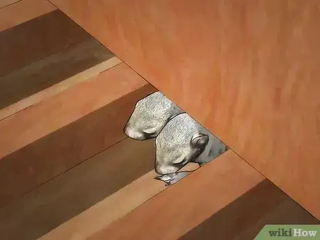 Imagen titulada Get Rid of a Squirrel in Your House Step 4