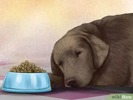 Imagen titulada Diagnose Skin Masses on Dogs Step 8
