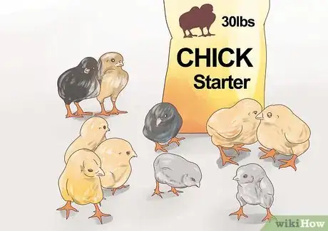 Imagen titulada Feed Chickens Step 5