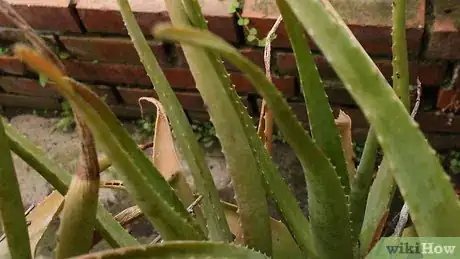 Imagen titulada Plant Aloe Vera Step 12