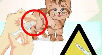 alimentar a tu gatito enfermo