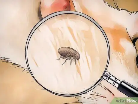 Imagen titulada Get Rid of Fleas on Rats Step 2