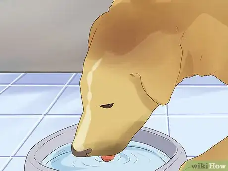 Imagen titulada Comfort Your Sick Dog Step 6
