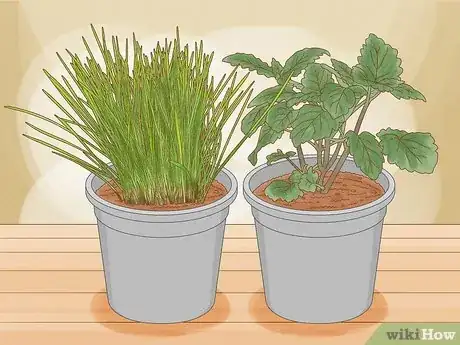 Imagen titulada Give Cat Grass to a Cat Step 17