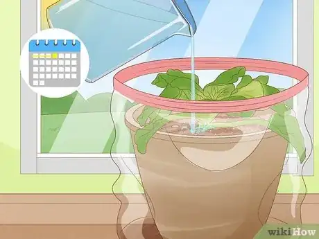 Imagen titulada Repot African Violets Step 23