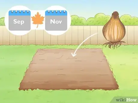 Imagen titulada Plant Daffodils Step 3