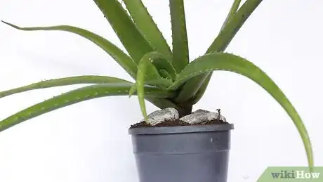 Imagen titulada Plant Aloe Vera Step 11