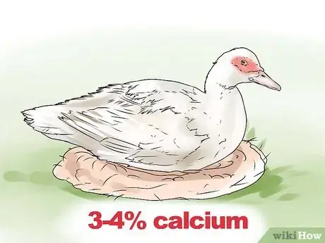 Imagen titulada Care for a Pet Duck Step 3