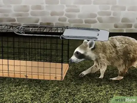 Imagen titulada Kill Raccoons Step 4