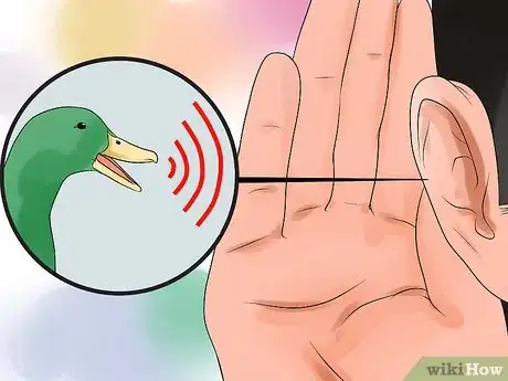 Imagen titulada Tell the Difference Between Male and Female Ducks Step 5