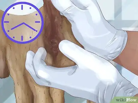 Imagen titulada Express a Dog's Anal Gland Step 10