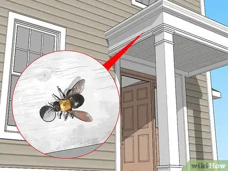 Imagen titulada Identify Carpenter Bees Step 5