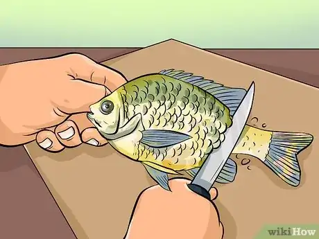 Imagen titulada Clean Sunfish Step 3