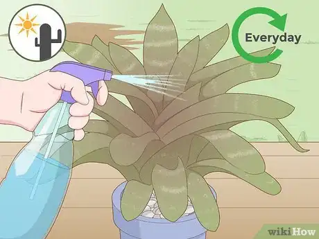 Imagen titulada Care for a Bromeliad Step 13