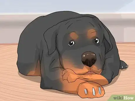 Imagen titulada Treat Dysplasia in Rottweilers Step 3
