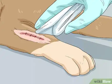 Imagen titulada Help Your Dog Recover from Surgery Step 17