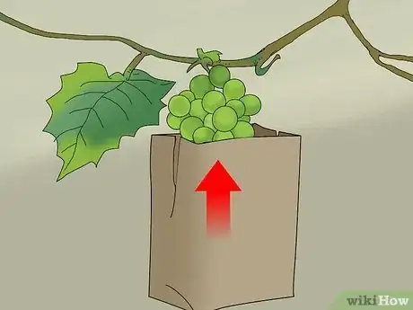 Imagen titulada Protect Grapes from Birds Step 4