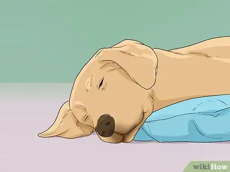 Imagen titulada Help Your Dog Recover from Surgery Step 26