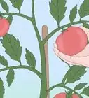 plantar semillas de tomate