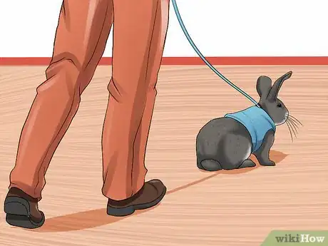 Imagen titulada Walk a Rabbit Step 7