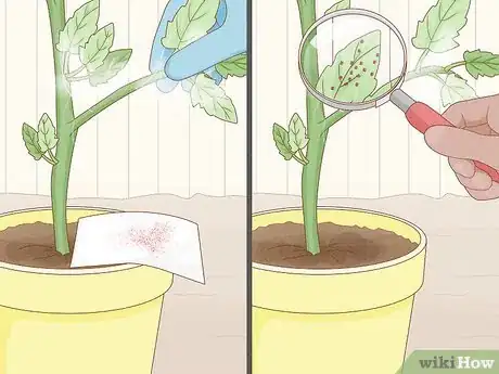 Imagen titulada Get Rid of Red Spider Mites Organically Step 3