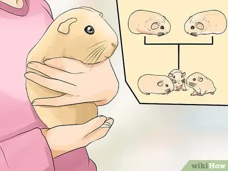 Imagen titulada Breed Standard Guinea Pigs Step 3
