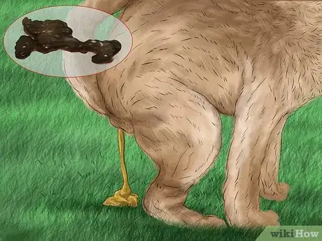 Imagen titulada Diagnose Skin Masses on Dogs Step 7