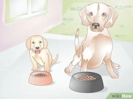 Imagen titulada Feed a Dog Step 6