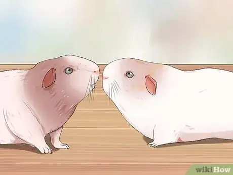 Imagen titulada Breed Standard Guinea Pigs Step 8