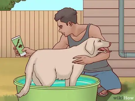 Imagen titulada Prevent Ringworm in Dogs Step 2