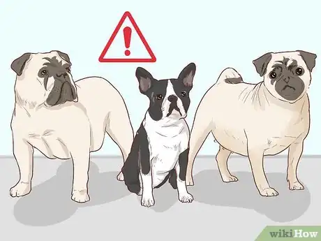 Imagen titulada Handle Late Whelping in Dogs Step 2