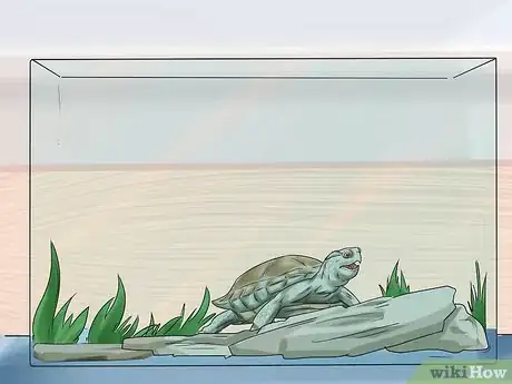 Imagen titulada Buy a Turtle Step 13