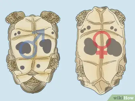 Imagen titulada Tell If a Turtle Is Male or Female Step 1