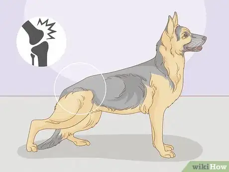 Imagen titulada Strengthen an Old Dog's Hind Legs Step 2