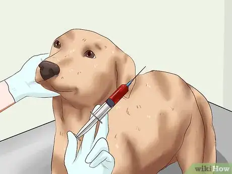 Imagen titulada Identify Different Dog Worms Step 6