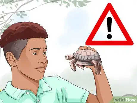 Imagen titulada Buy a Turtle Step 18