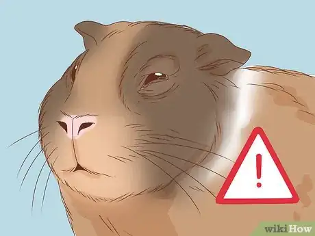 Imagen titulada Help Your Guinea Pig Live a Long Life Step 10