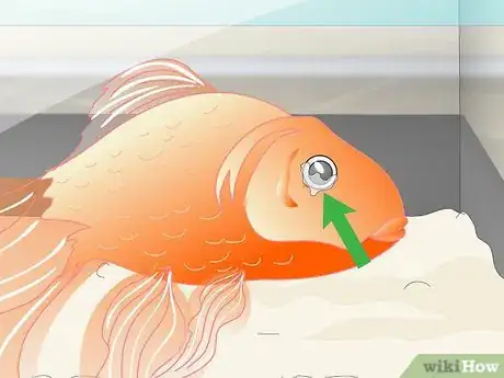 Imagen titulada Know when Your Goldfish Is Dying Step 5