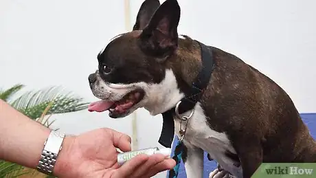 Imagen titulada Brush a Dog's Teeth Step 15