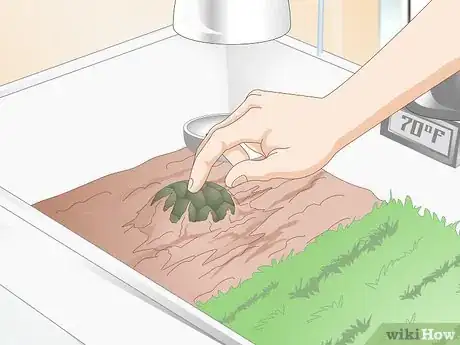 Imagen titulada Feed Your Turtle if It is Refusing to Eat Step 4