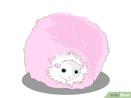 Imagen titulada Care for a Pygmy Puff Step 1