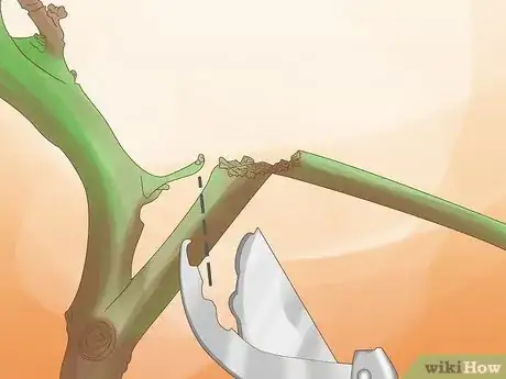 Imagen titulada Prune Citrus Trees Step 8