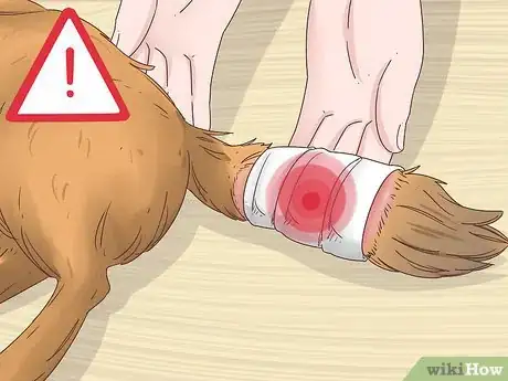Imagen titulada Take Care of a Docked Tail Step 1