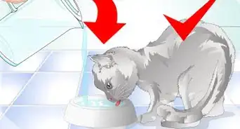 eliminar la caspa en los gatos