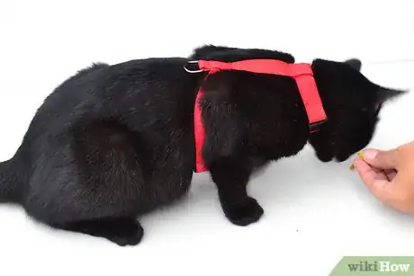 Imagen titulada Put on a Cat Harness Step 12
