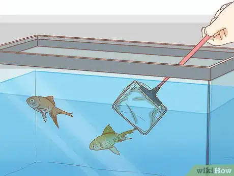 Imagen titulada Treat Fin Rot Step 1