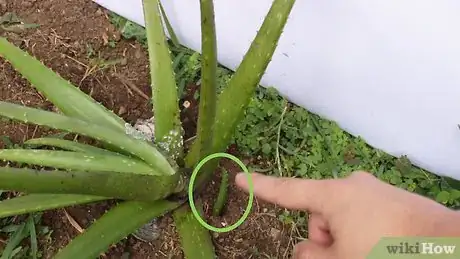Imagen titulada Plant Aloe Vera Step 15