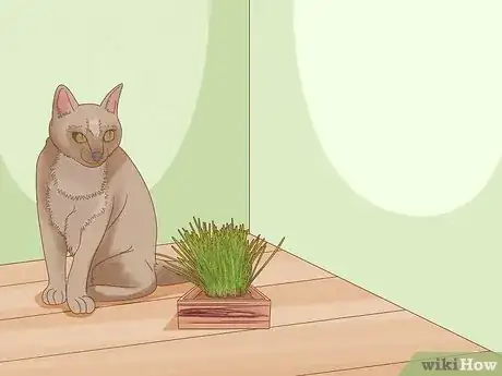 Imagen titulada Give Cat Grass to a Cat Step 14